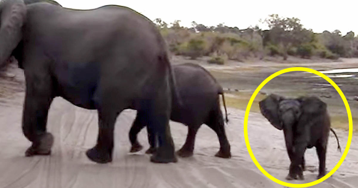 klipning fly Misbruge Turister på safari møder 3 elefanter - hvad ungen så gør får hele nettet  til at vride sig af grin