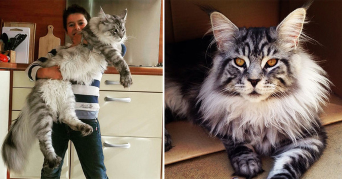 Katten vejer 16 kilo og 123 lang - her er billederne, får til at måbe