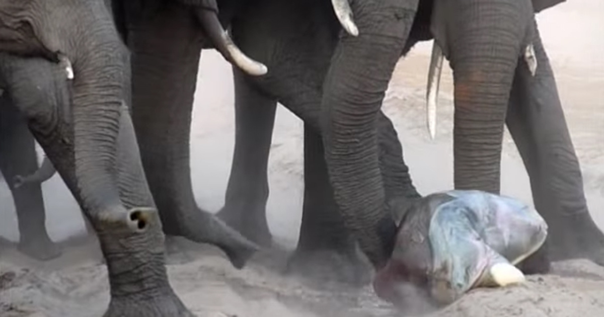 Moderen sin babyelefant. Men se hvad der sker sekunder senere, hvor flokken hylder det lille mirakel.