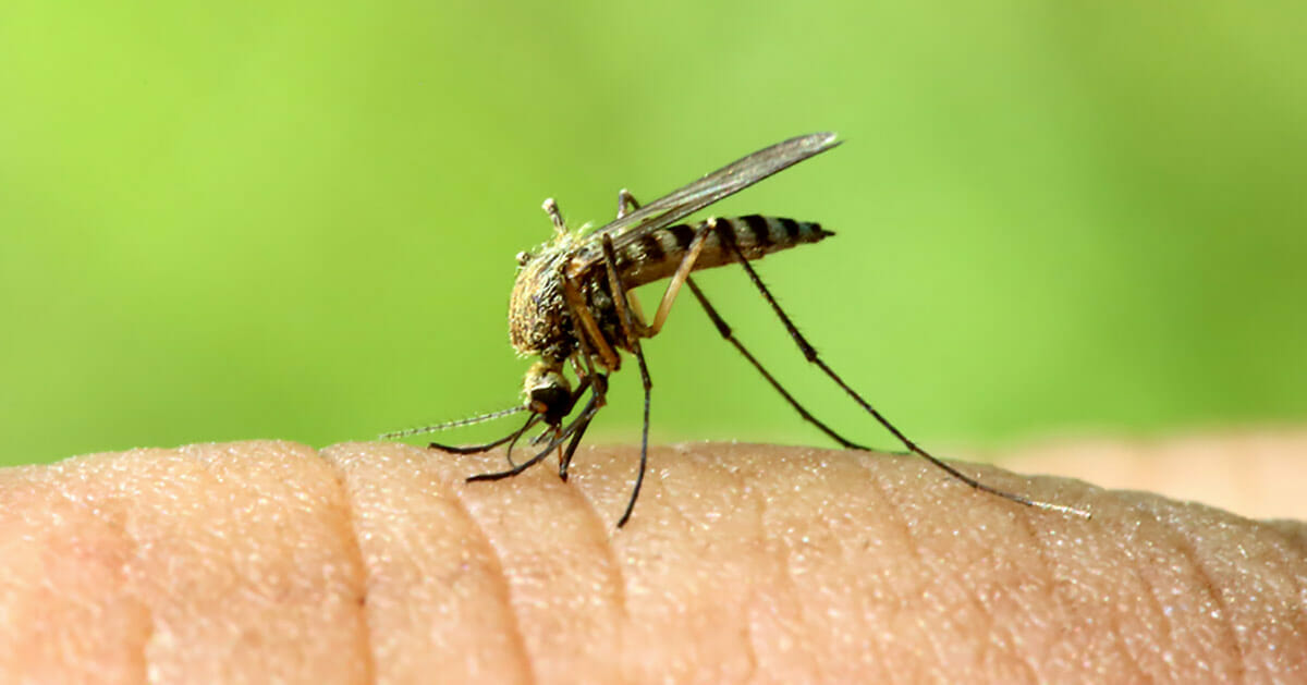 Myggestik: 9 almindelige planter som holder myggen borte sommer