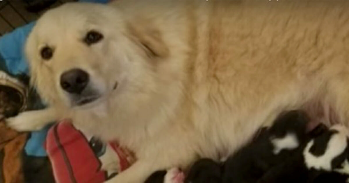 have Kammerat Polar Hund mister sine hvalpe i brand og bliver deprimeret, så vender ejeren sig  til Facebook og beder om hjælp