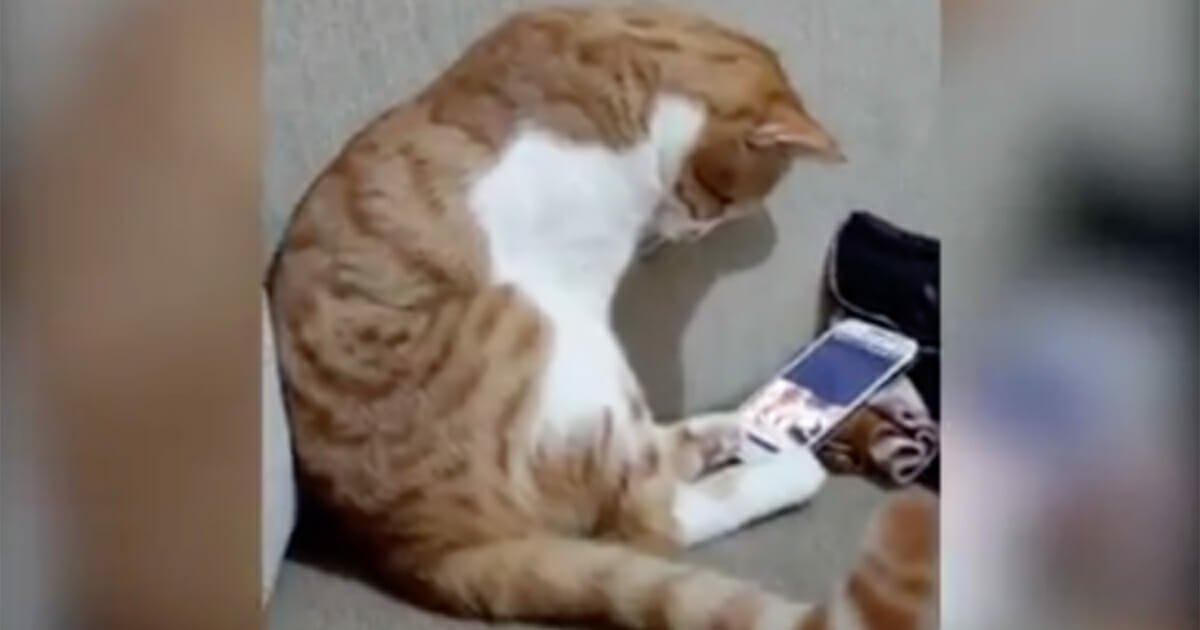Kan Katte Savne Sin Ejer