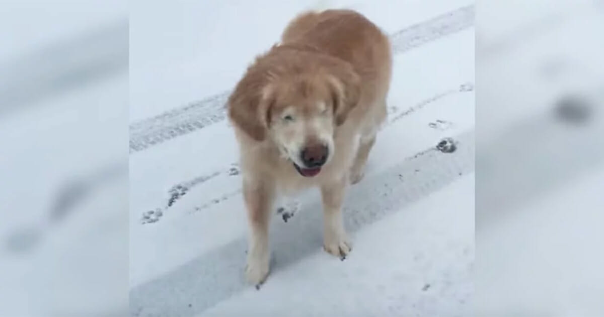 Blind hund oplever sne for første gang reaktionen er noget alle må se!