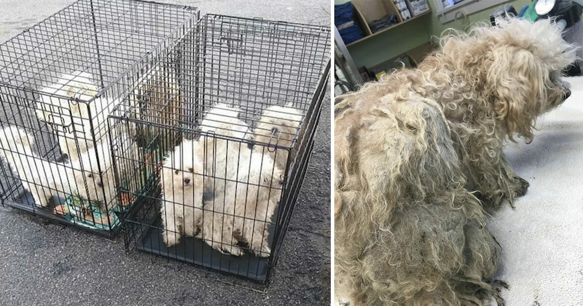 9 forsømte hunde foran dyreinternat: Et nærmere kig på filtrede pelse afslører det uhyggelige