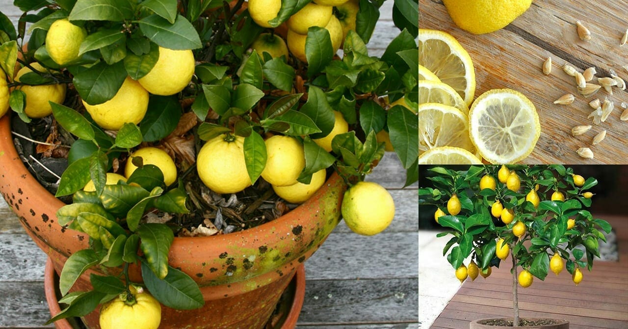 Dyrk et ubegrænset lager af citroner derhjemme – alt du skal bruge er frø