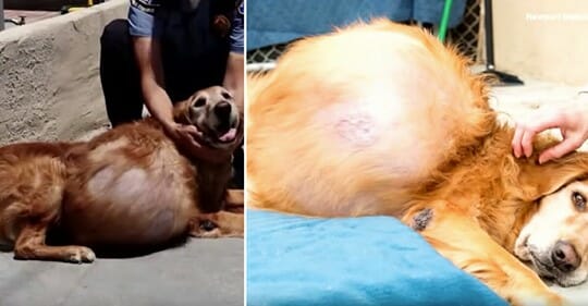 Henry blev efterladt gaden – på grund af 20 kilo tunge tumor på