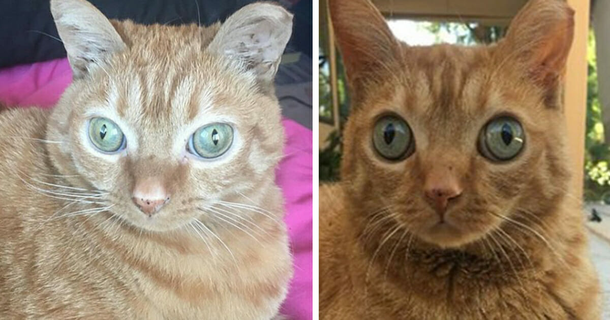 Mød katten med ”verdens største øjne" hans unikke udseende en hel verden