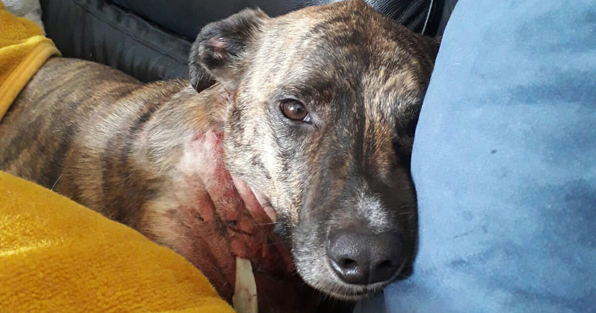 stege licens Forbigående Hund tæt på at dø på gåtur med ejer – blev bidt flere gange i halsen af to  løse hunde