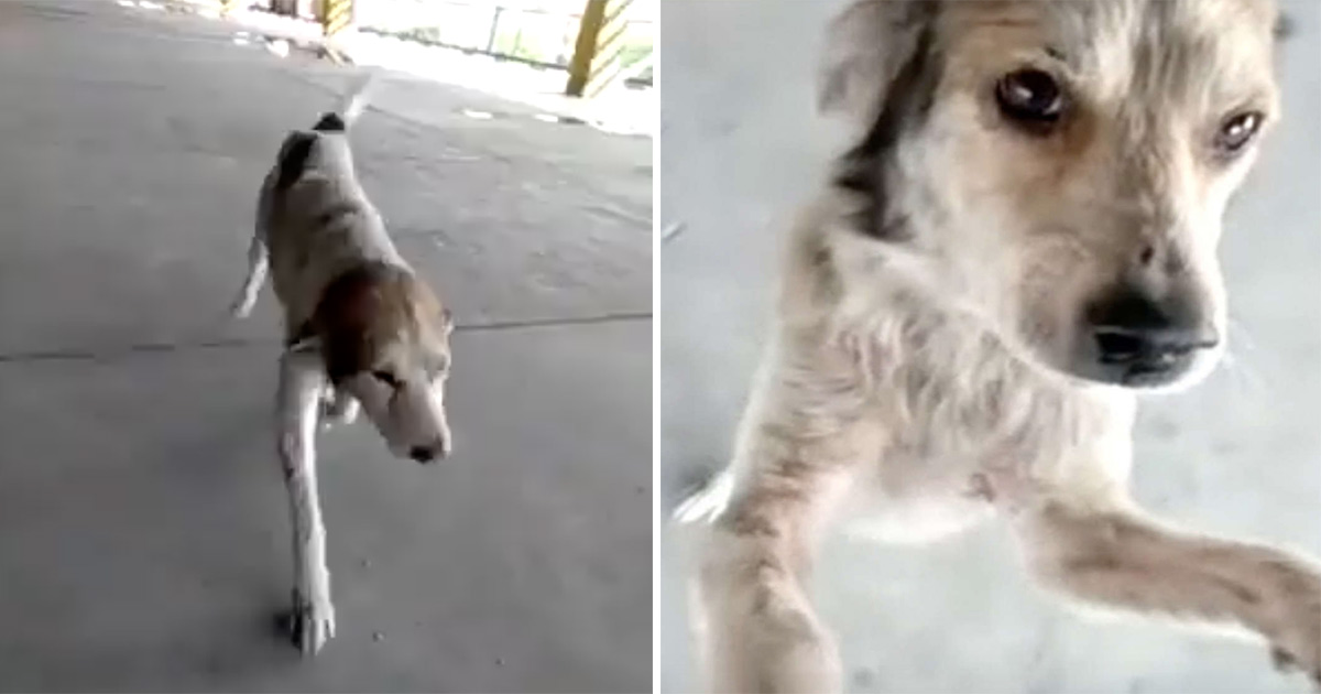 Hunden var forsvundet i tre måneder - reaktionen da han endelig med ejeren er vidunderlig