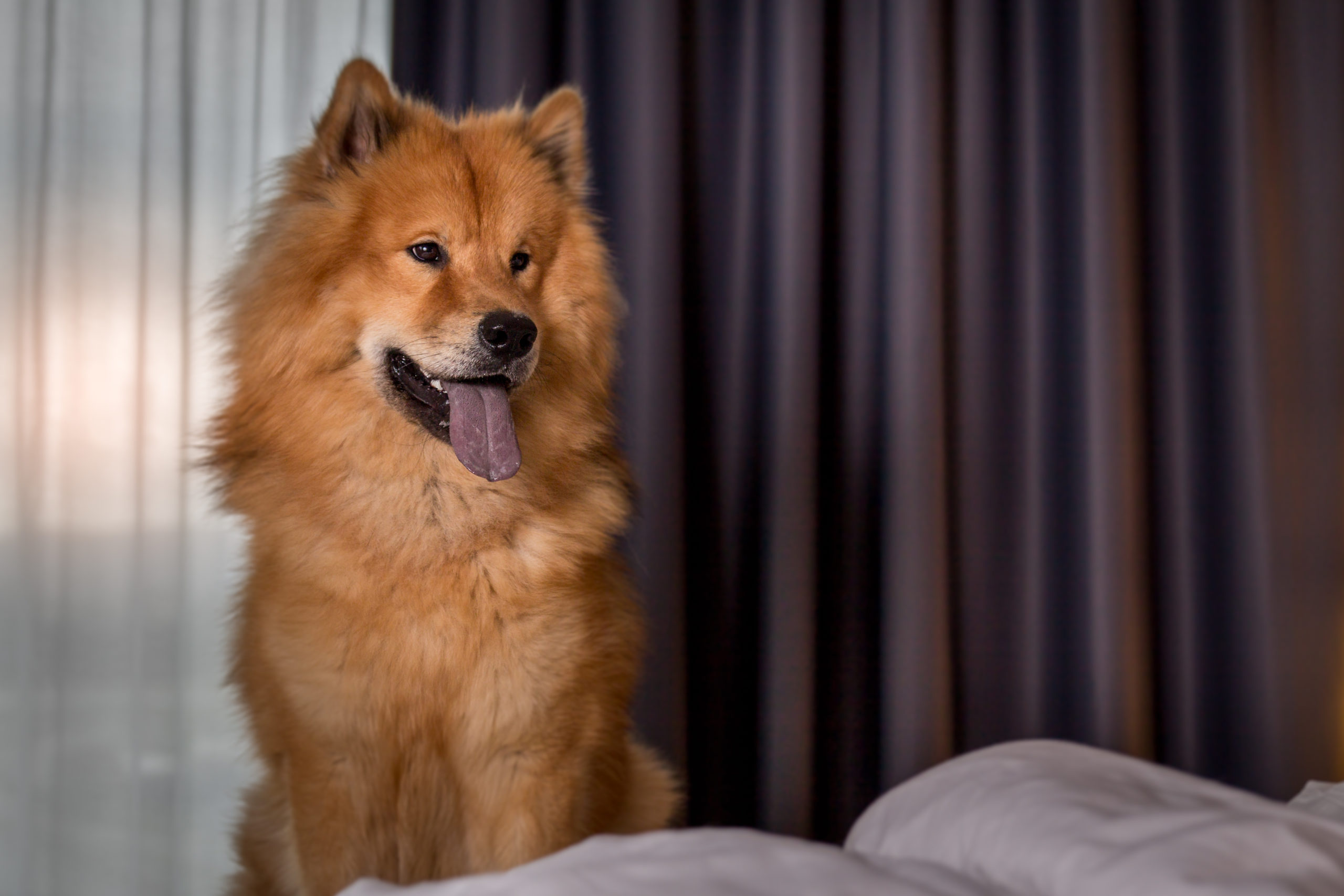 Juster utilfredsstillende ketcher Hotel åbner op for hunde nytårsaften: "200 værelser er allerede booket"