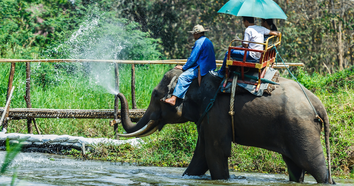 angst naturpark afsnit Ny lov: Forbudt for fulde mennesker at ride på elefanter i Sri Lanka -  dyrenes rettigheder skal styrkes