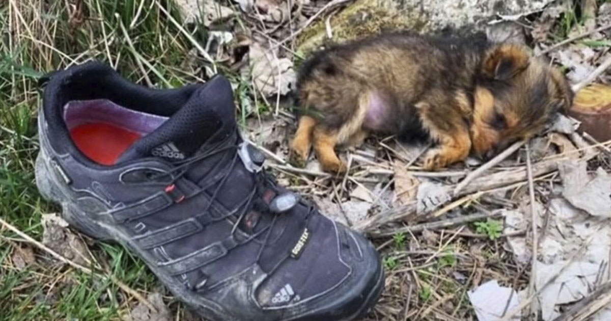 Lille Hund På Størrelse Med En Sko Blev Fundet I Skraldespand En Forbipasserende Tog Den Til Sig 