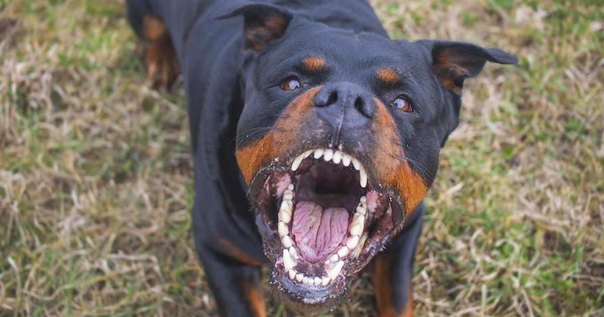 Vænne sig til At accelerere værksted Aggressiv hund slap ind i børnehave: Politiet nødsaget til at skyde den