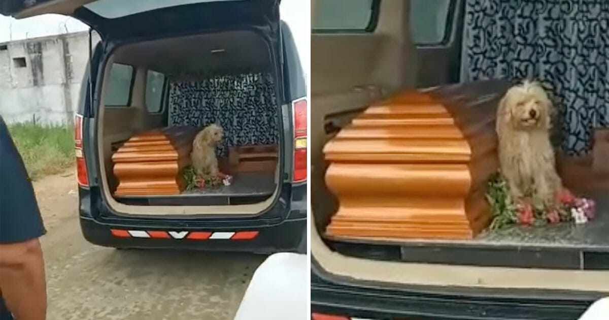 Hunden dukker op til ejers begravelse hvad han i rustvognen ved kisten knuser dyrevenners hjerter