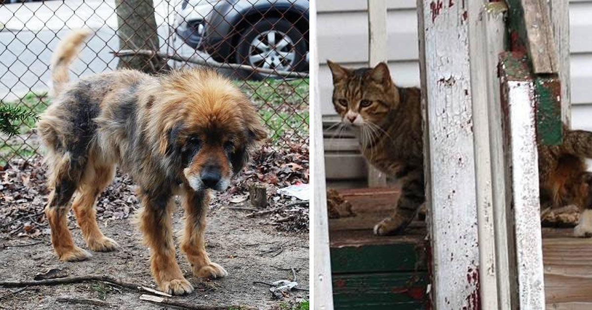 Köpek Kadına Yaklaşıp Yardım İstedi Köpeğin Kadından Ne İstediğini