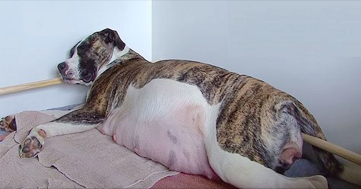 Ingiliz Staffordshire Terrier Bir Seferde Bakin Kac Tane Yavru Dogurdu