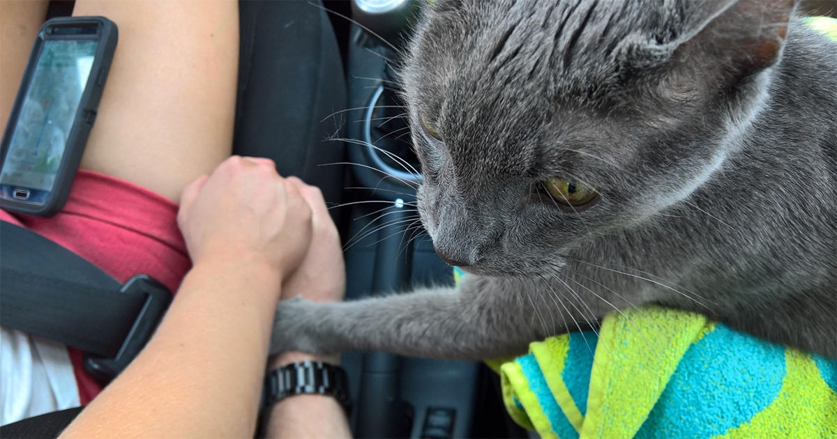 Uyutulmak Uzere Veterinere Goturulen Kedi Sahiplerini Rahatlatmak Icin Ellerini Tuttu