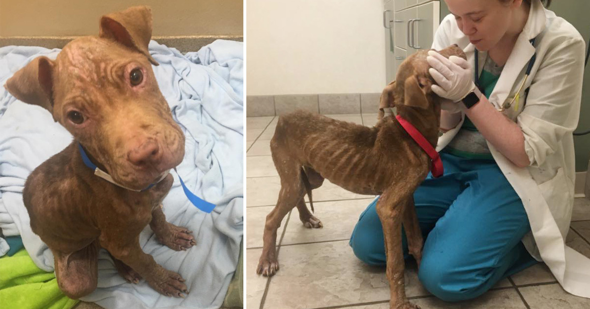 Bir Deri Bir Kemik Kalan Zavallı Köpek Kendisini Kurtarmaya Gelenleri