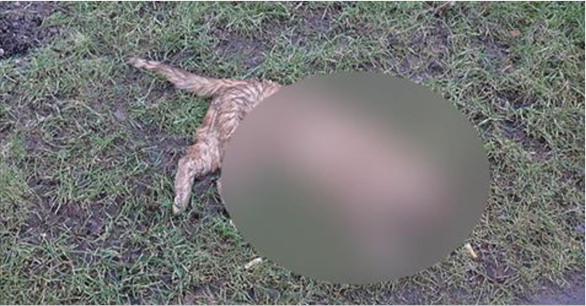 Yüzlerce Kediyi Öldüren Seri Katil Kedi Sahiplerini Korkutmaya Devam Ediyor