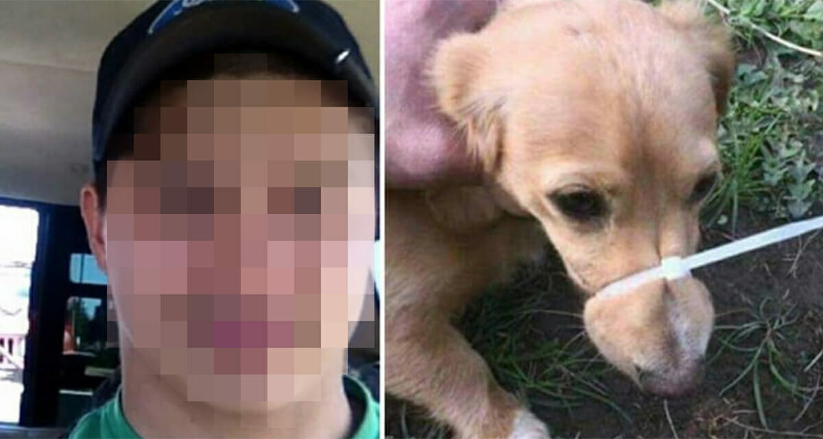 Artık Havlamasın Diye Köpeğin Ağzını Cırt Kelepçeyle Bağladı Sonra