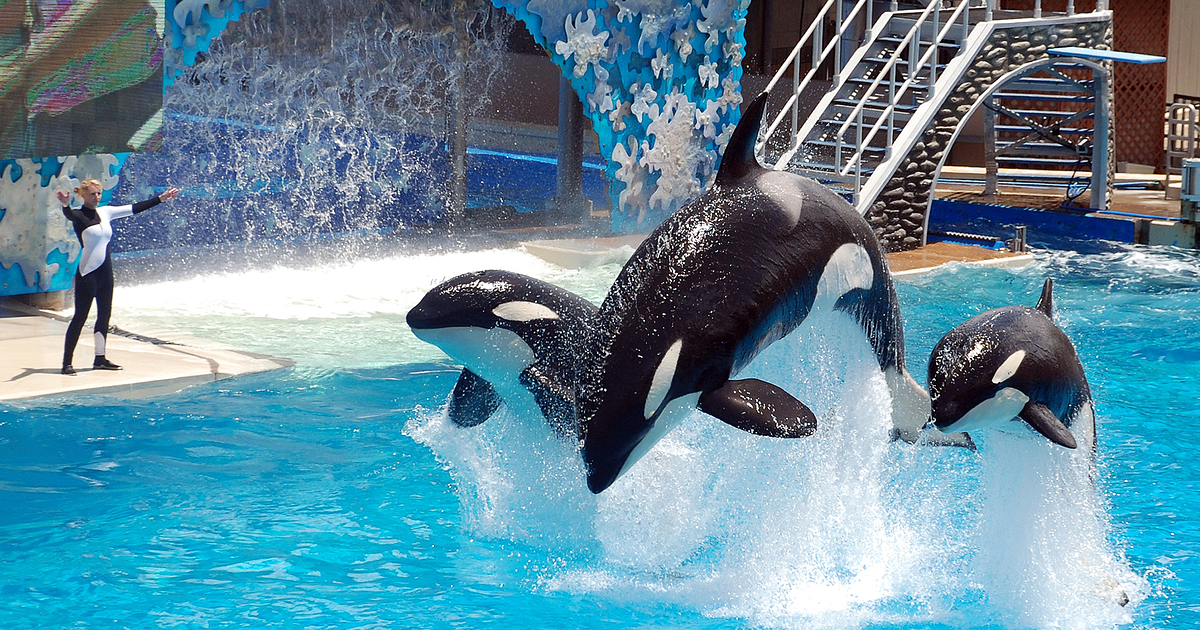 Orca Dokumentation Orca Dokumentation
