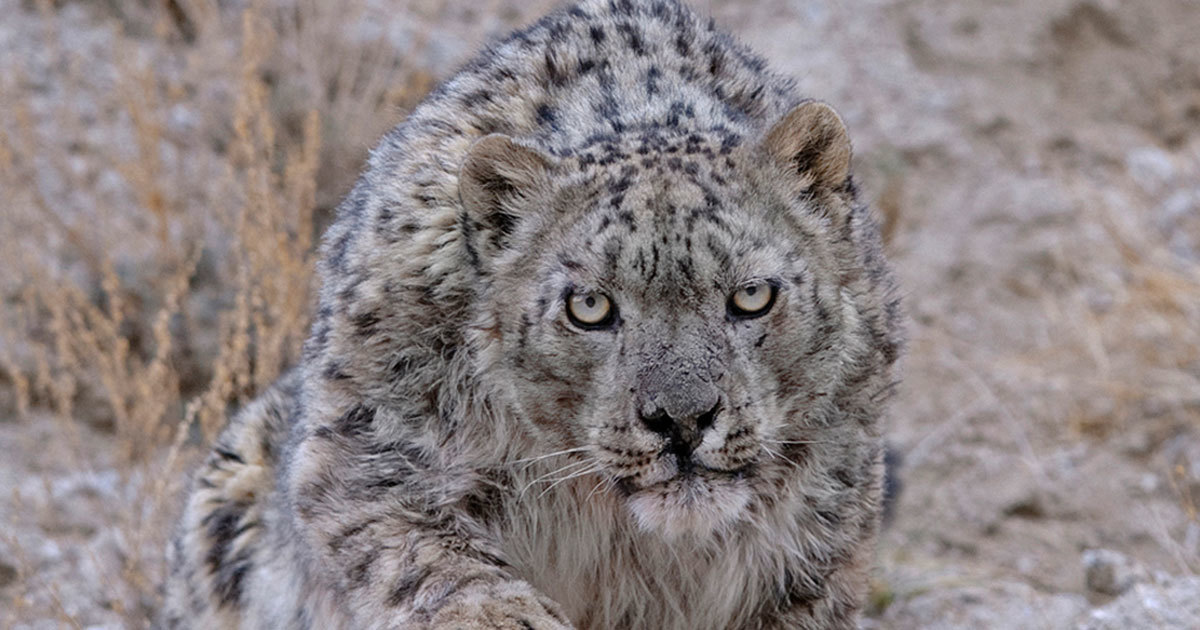 snow leopard camouflage snow leopard camouflage