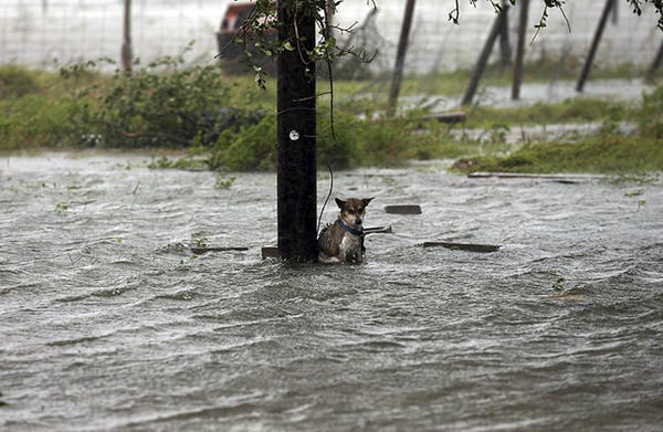Hunde werden im Sturm zum Sterben zurückgelassen die Bilder brechen