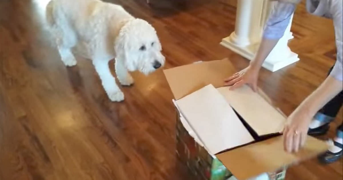 Hund erhält ein ganz besonderes Geburtstagsgeschenk seine Reaktion
