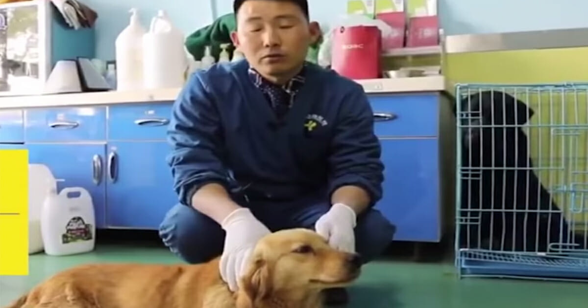 Hund �weint� nach seiner Rettung von einem chinesischen Fleischmarkt