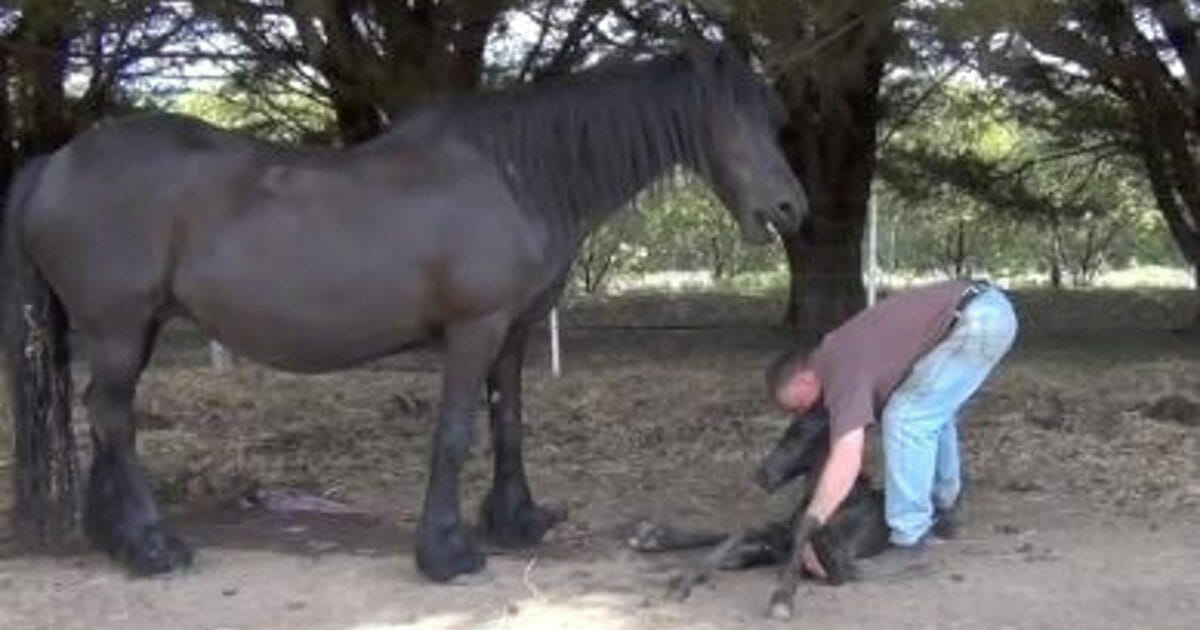 Erstes kennenlernen pferd