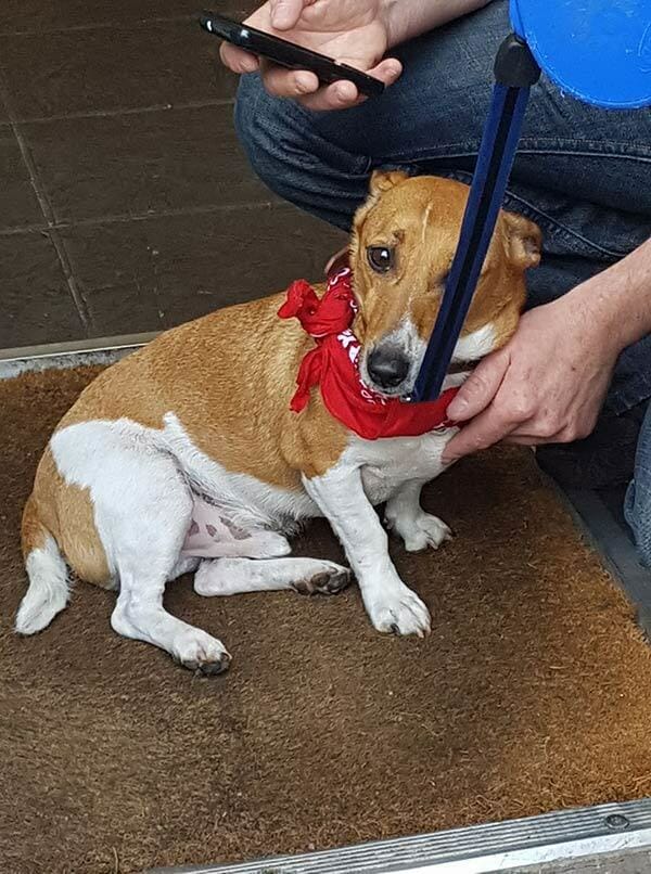 Herrchen tritt Hund mit voller Wucht gegen Kopf Mann tat, was niemand