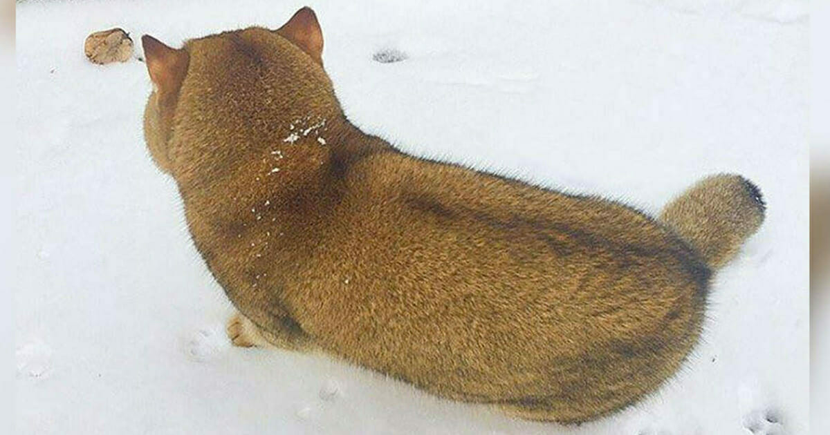 Es sieht aus wie ein Hund im Schnee, aber ihr irrt euch schaut hin