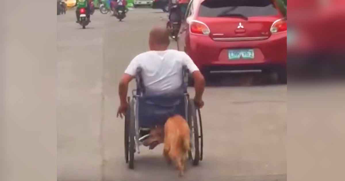 Fremde sehen, wie Hund sich hinter Mann im Rollstuhl schleicht jetzt