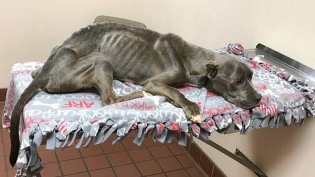 Weinender Mann rettet einen verwahrlosten Pitbull, der nur 10 kg wiegt