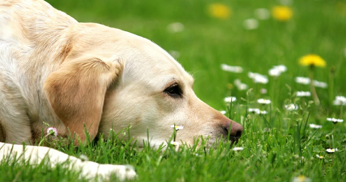 Frauchen Verreist Und Bindet Hund Ohne Wasser Im Garten An