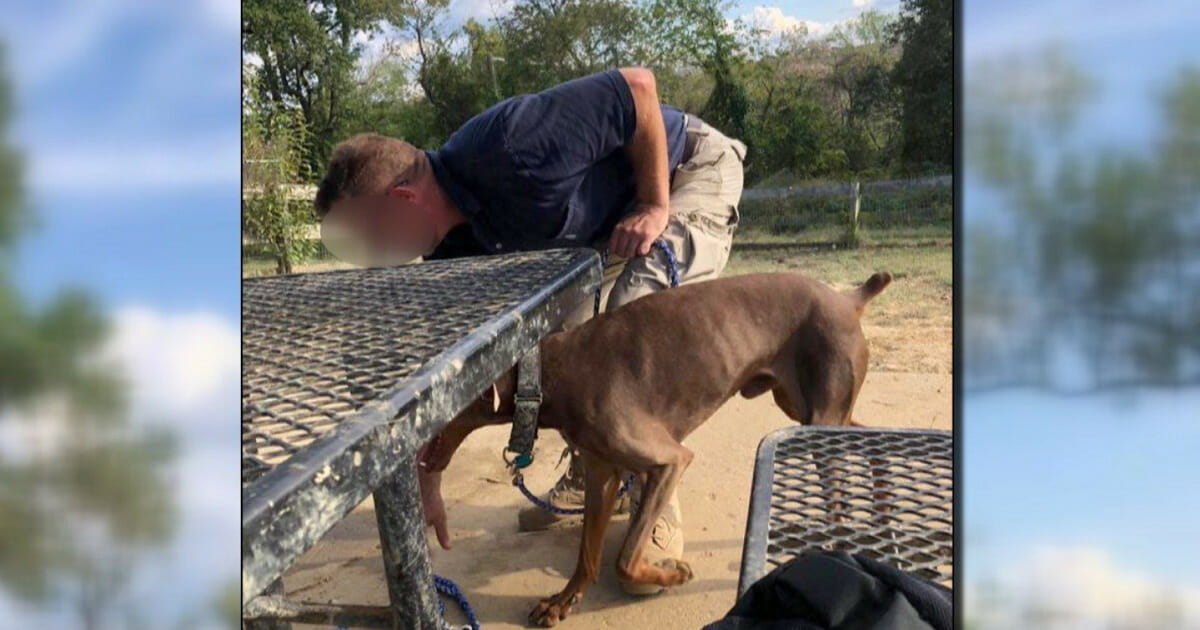 Tierquäler steckt Hund brutal laufenden Wasserschlauch in den Hals