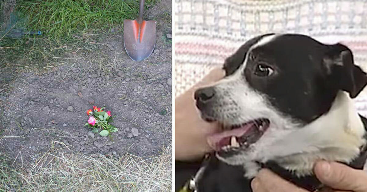 Familie beerdigt &quot;toten&quot; Hund 14 Stunden später steht er vor ihrer Tür