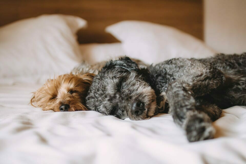 Auf diese 8 Weisen reagiert dein Körper, wenn der Hund mit im Bett schläft