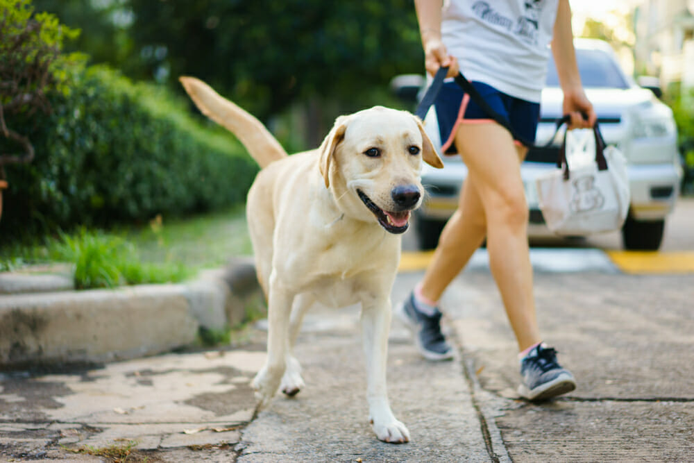 Mann versucht, kleines Mädchen zu entführen ihr Hund ist in der Nähe