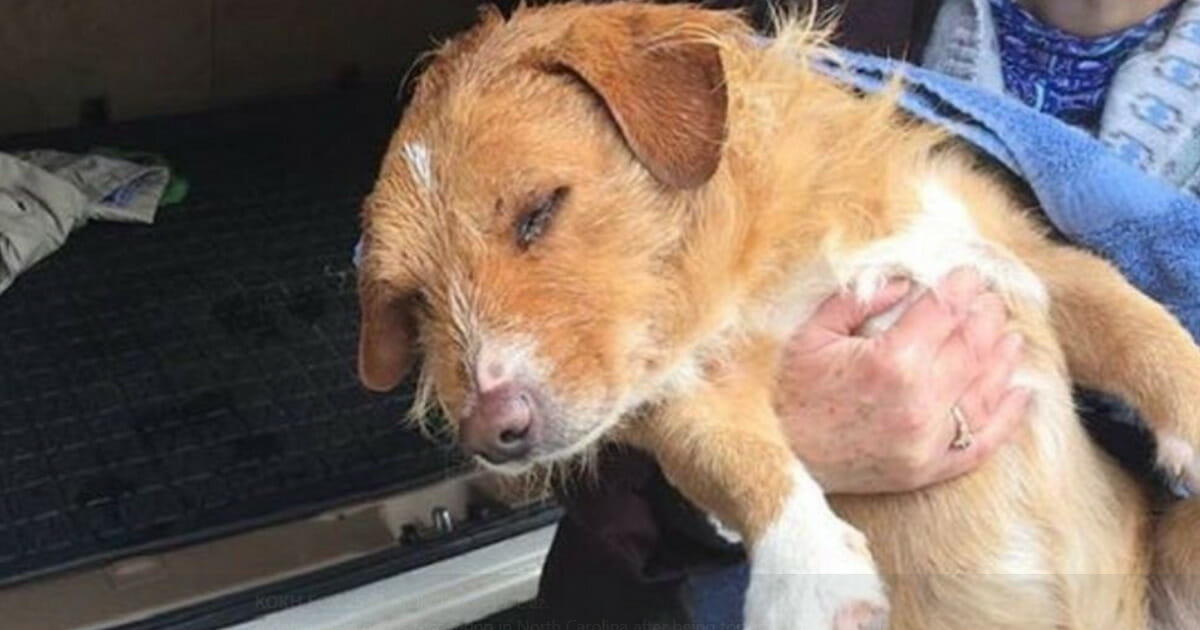 Hund mit Luftpistole und fast 100 Schüssen blind und taub gefoltert