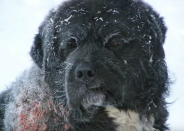 Hund war 4 Jahre in Kälte angekettet, von Besitzer ausgesetzt und hiflos