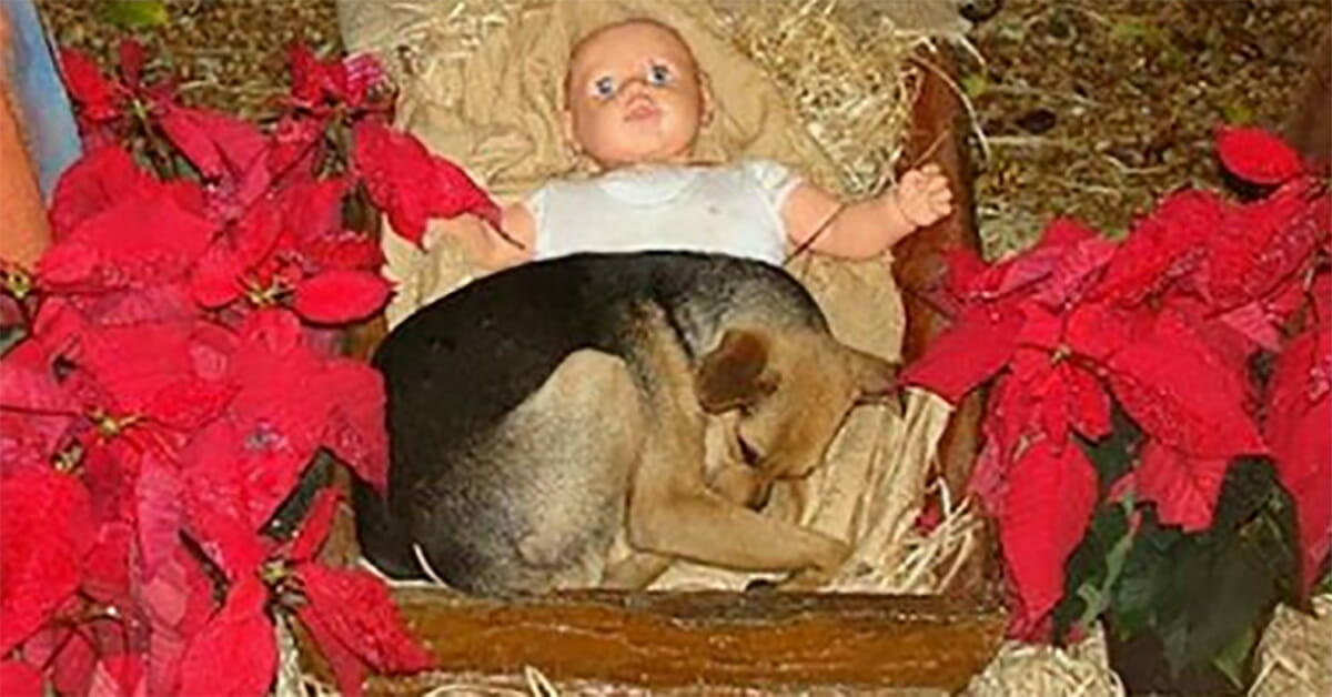 Bewohner können es nicht fassen, als sie Hund bei Baby Jesus sehen