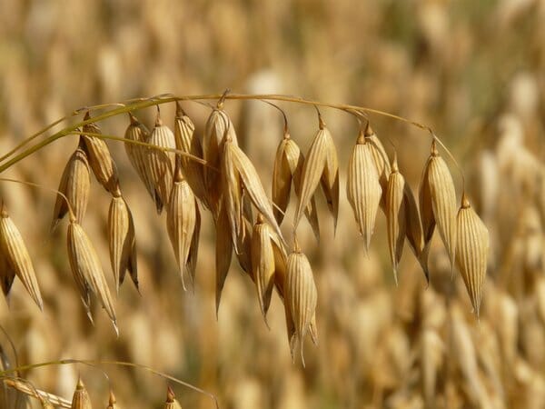 Oat