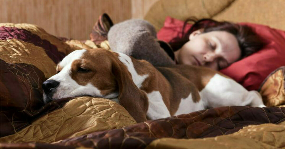 Das passiert mit deinem Körper, wenn dein Hund mit dir im Bett schläft
