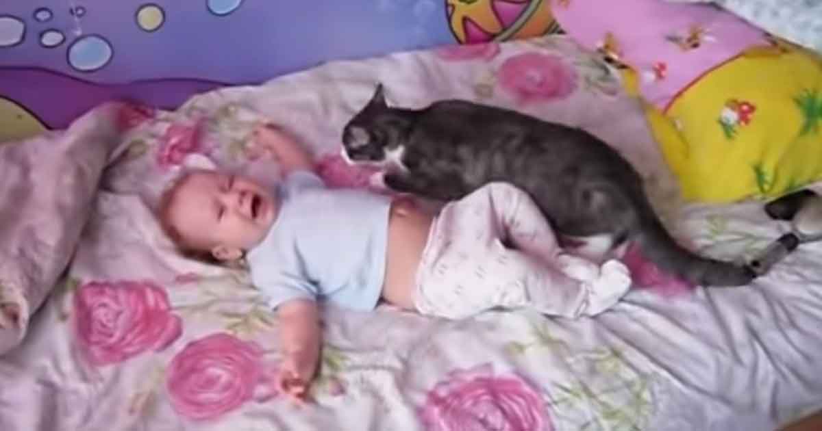 cat and baby