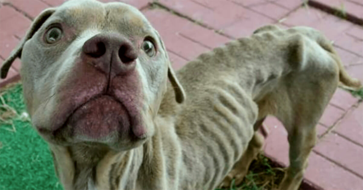 Kinder Finden Ausgesetzten Hund In Kafig Hungerte Monatelang Fast Tot