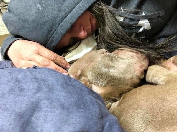 Sterbender Hund schläft ein letztes Mal in den Armen einer Frau