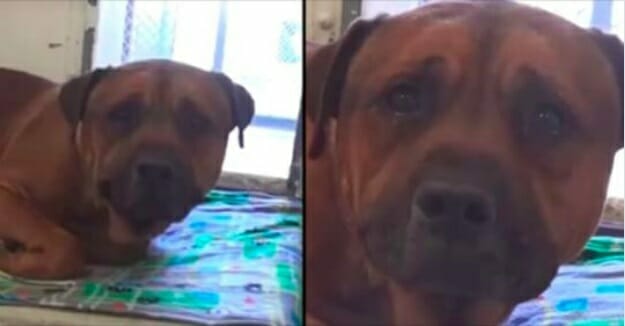 Trauriger Hund kann nicht aufhören zu weinen, weil er zurückgelassen wird