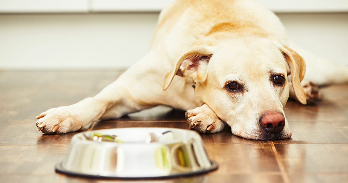 Mehrere Hunde starben HundefutterHersteller ruft Lieferungen zurück