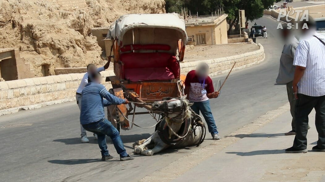 Tierquälerei, Ägypten, Kamel